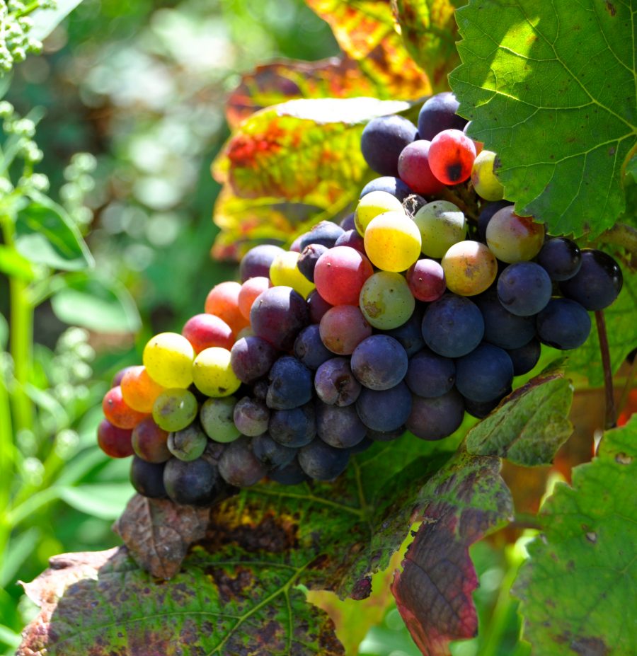 Grapes in Burgundy by Mardi Michels